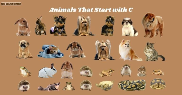 Animals That Start with C