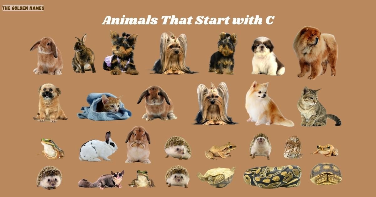 Animals That Start with C