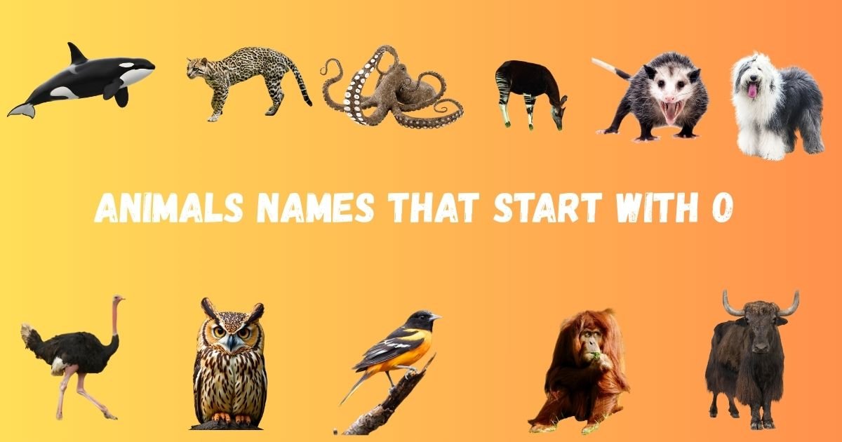 Animals names that Start with O