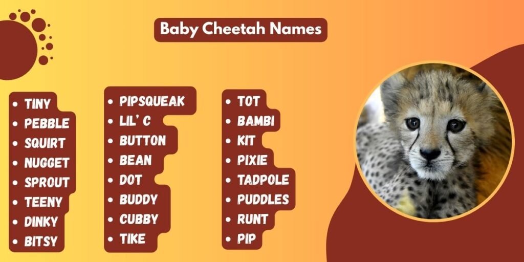 Baby Cheetah Names