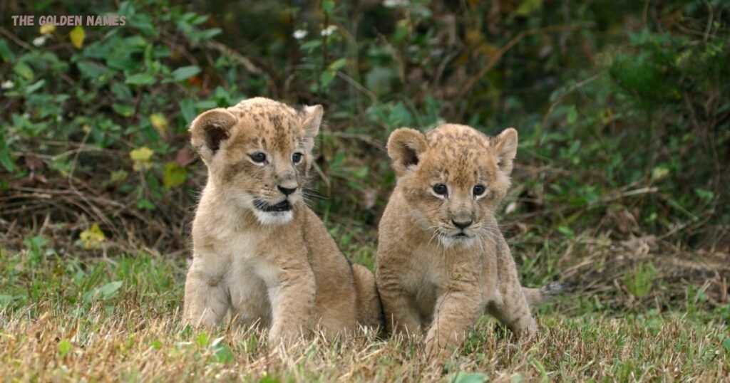 Baby Lion Names