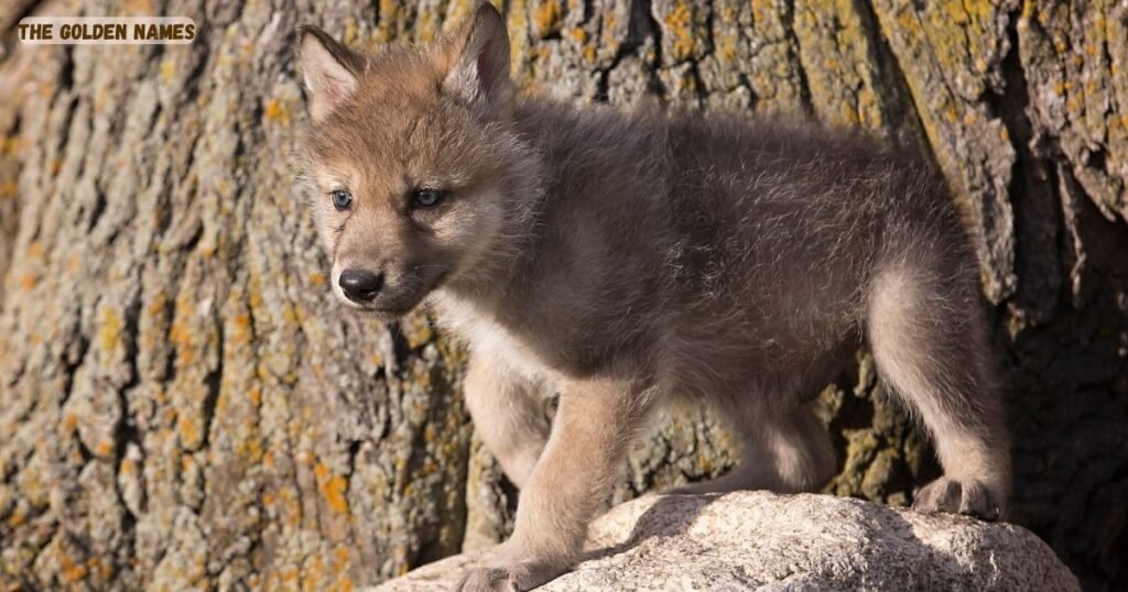 Baby Wolf Names