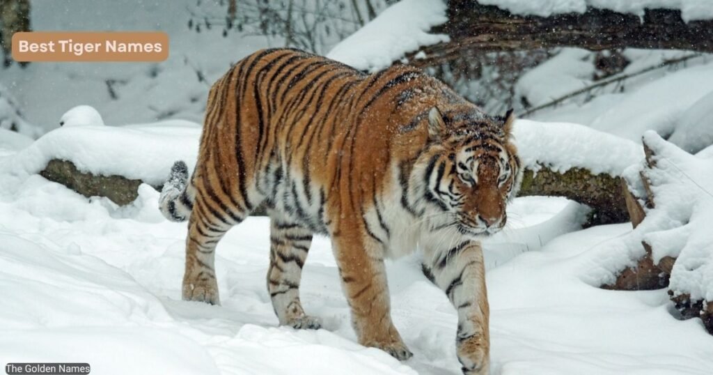 Best Tiger Names