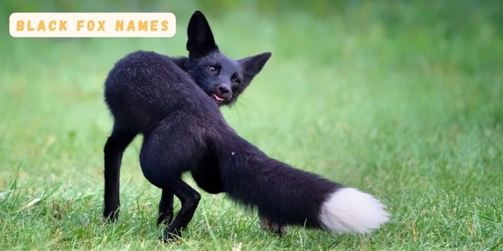 Black Fox Names