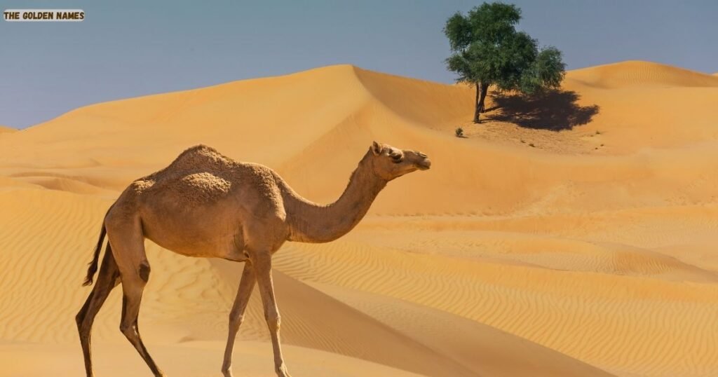 Camel