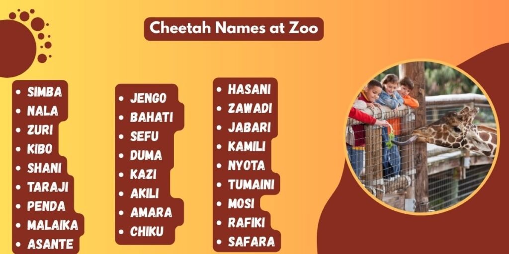 Cheetah Names at Zoo