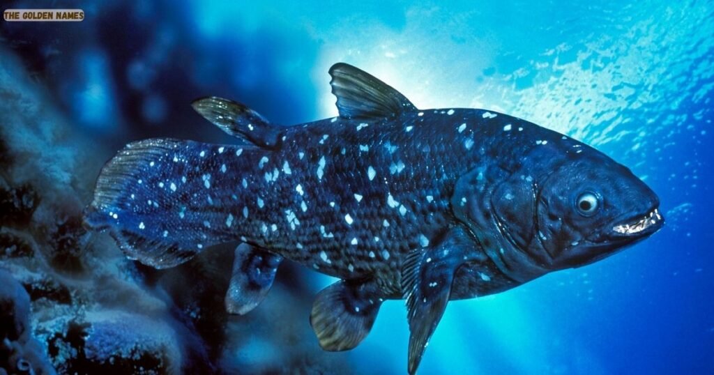 Coelacanths