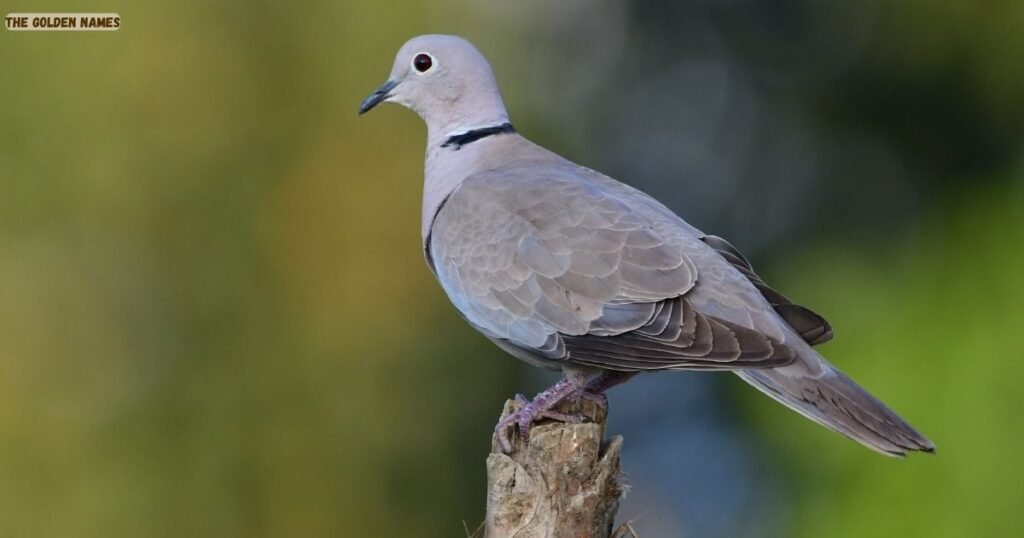 Collared dove