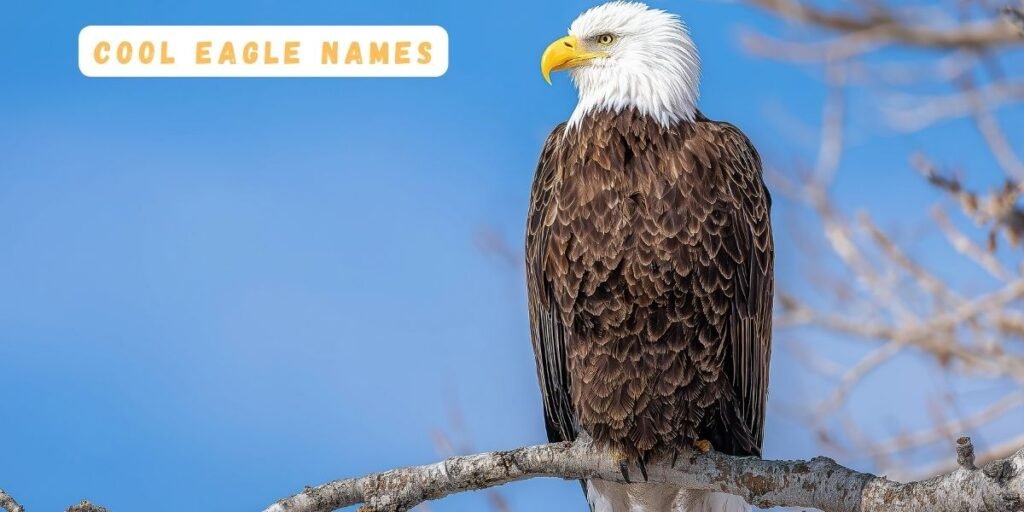 Cool Eagle Names