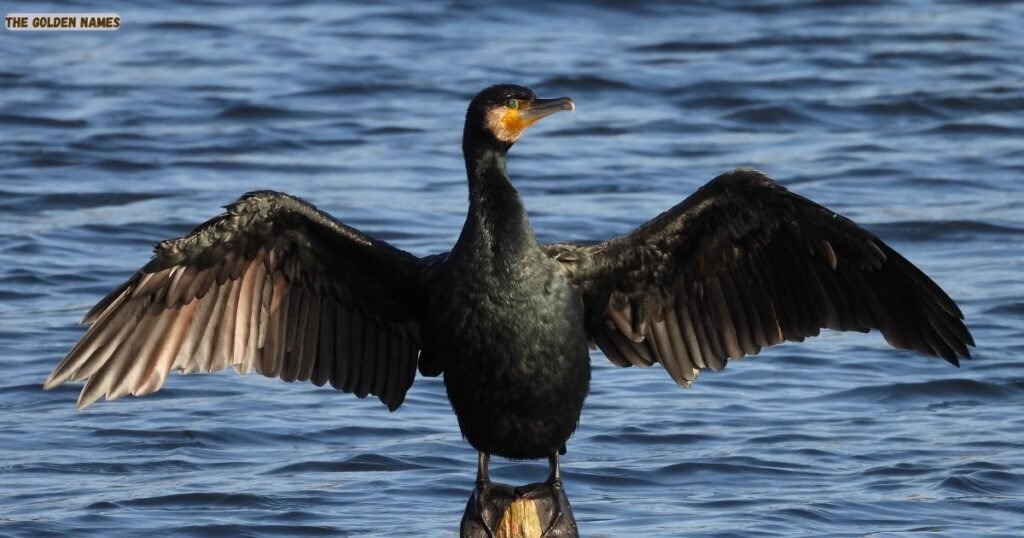 Cormorant