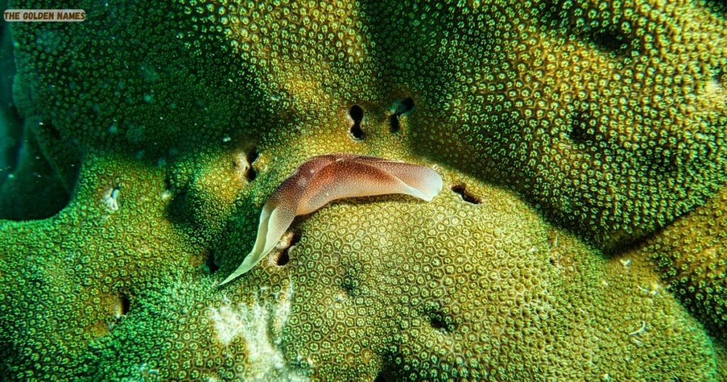 Costasiella sea slug