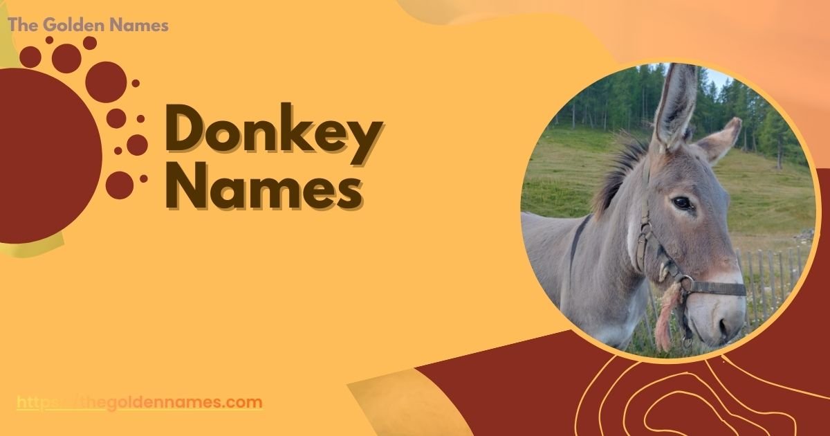 Donkey Names
