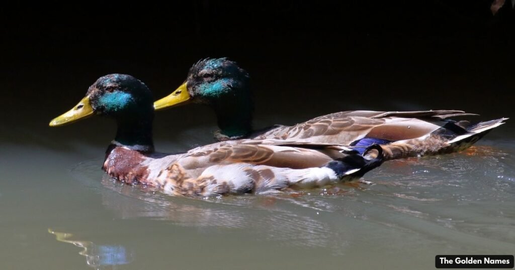 Duck Names for Pairs
