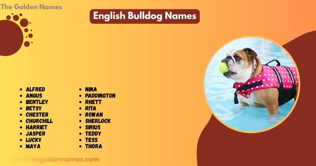 English Bulldog Names