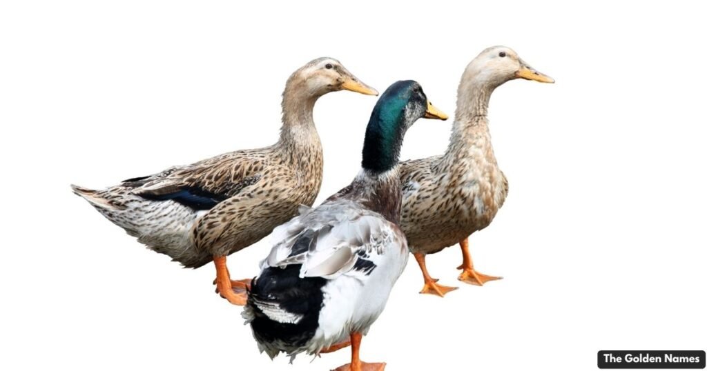 Famous Ducks in Pop Culture
