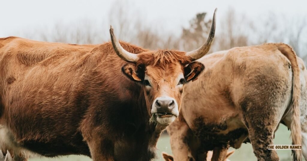Female Bull Names