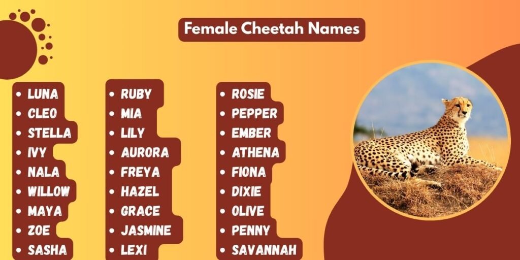 Female Cheetah Names