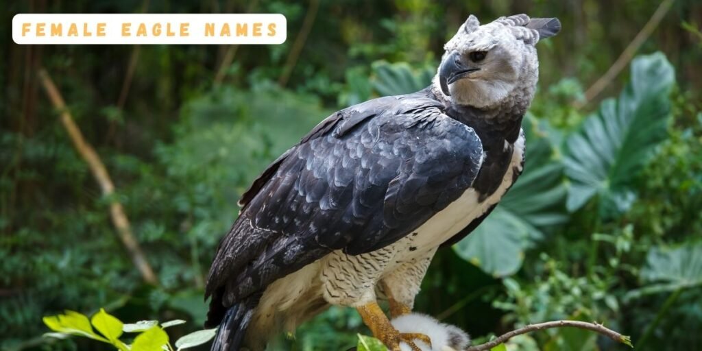 Female Eagle Names