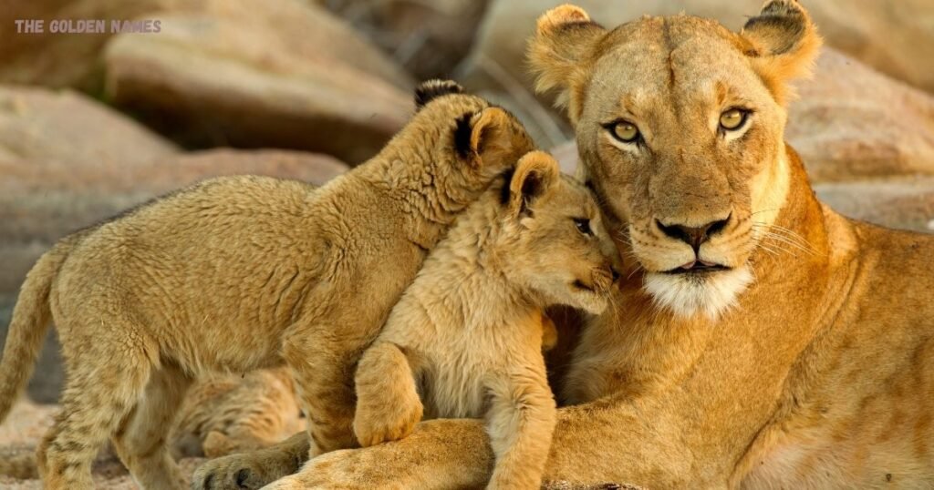Female Names Lion