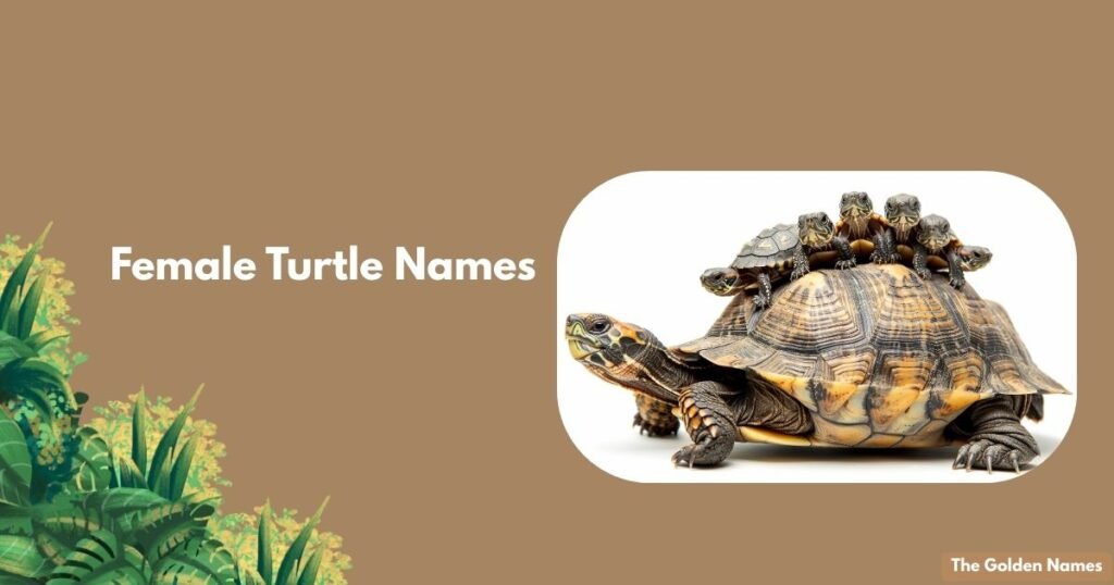 Female Turtle Names