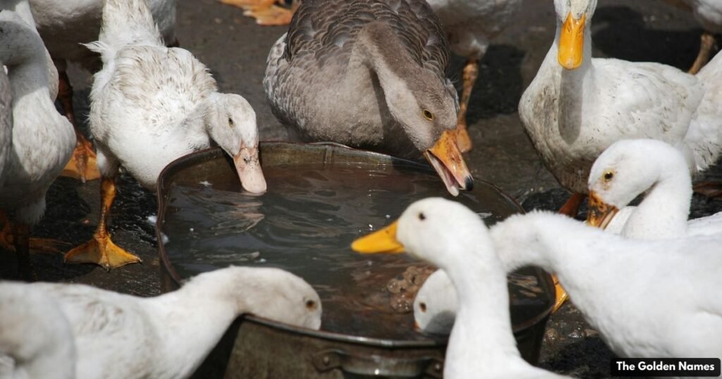 Food-Inspired Duck Names
