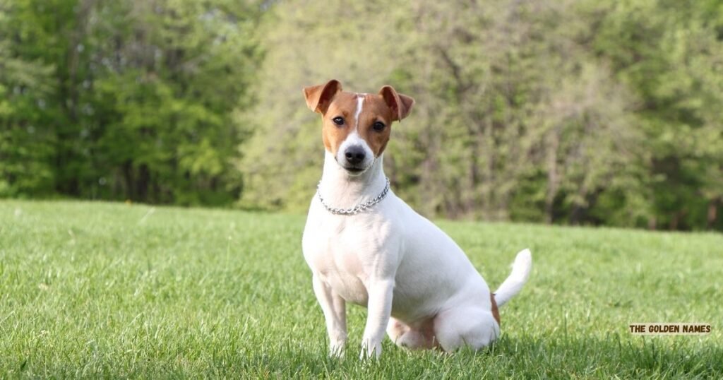 Jack Russell Terrier