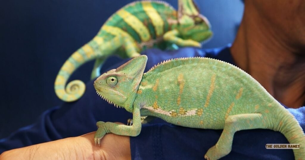 Jackson’s Chameleon