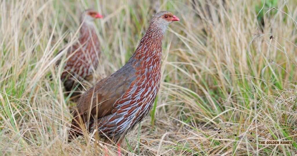Jackson’s Francolin