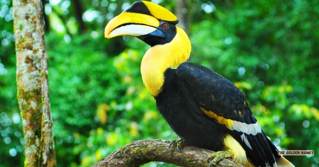 Jackson’s Hornbill