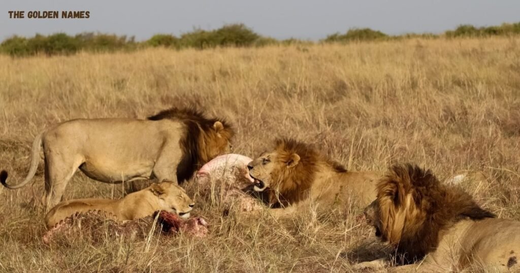 Lion Names Inspired by Hunting and Bravery