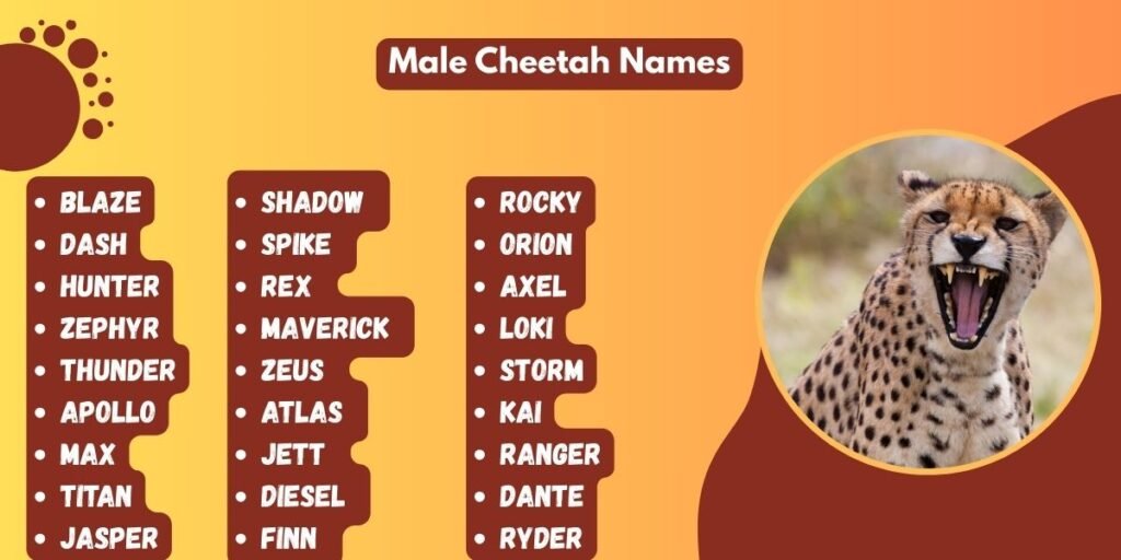 Male Cheetah Names