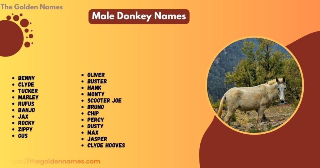 Male Donkey Names