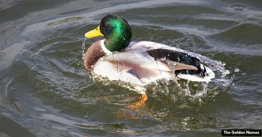 Male Duck Names
