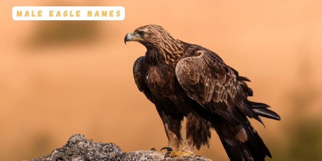 Male Eagle Names