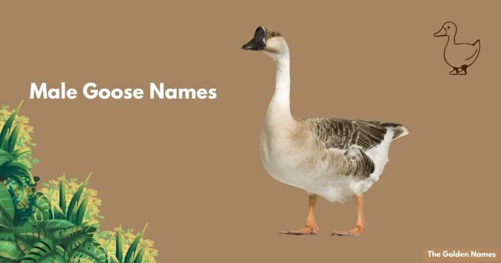 Male Goose Names