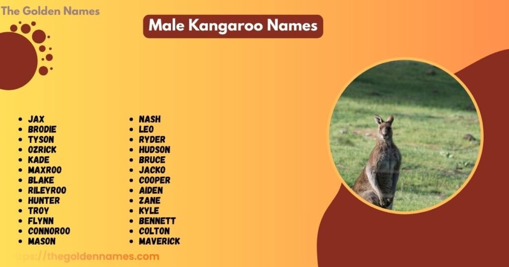 Male Kangaroo Names