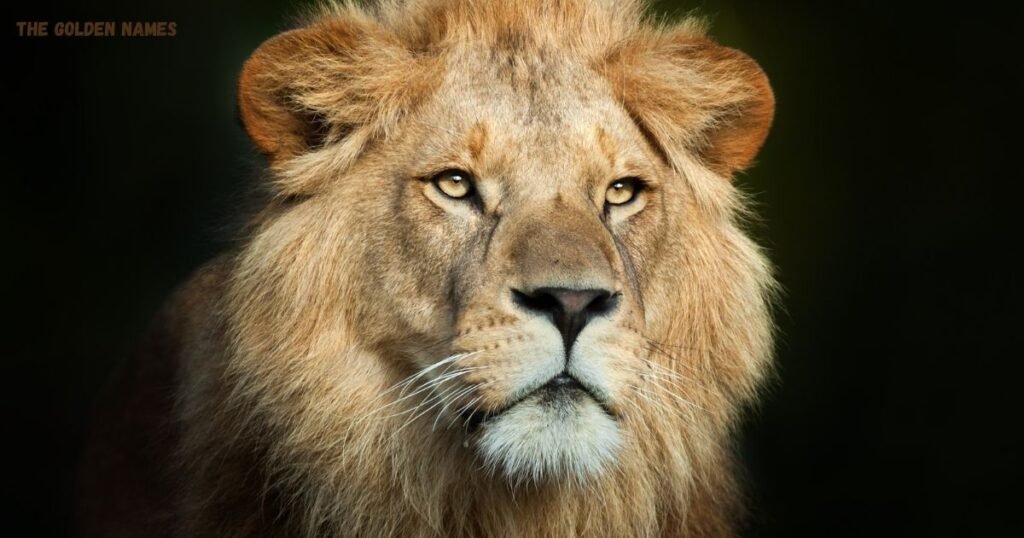 Male Lion Names