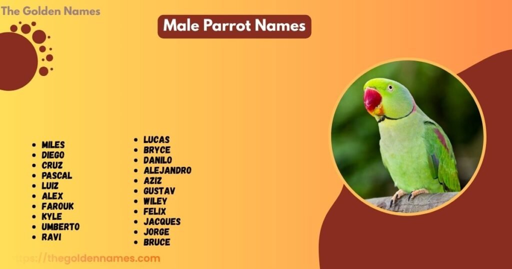 Male Parrot Names