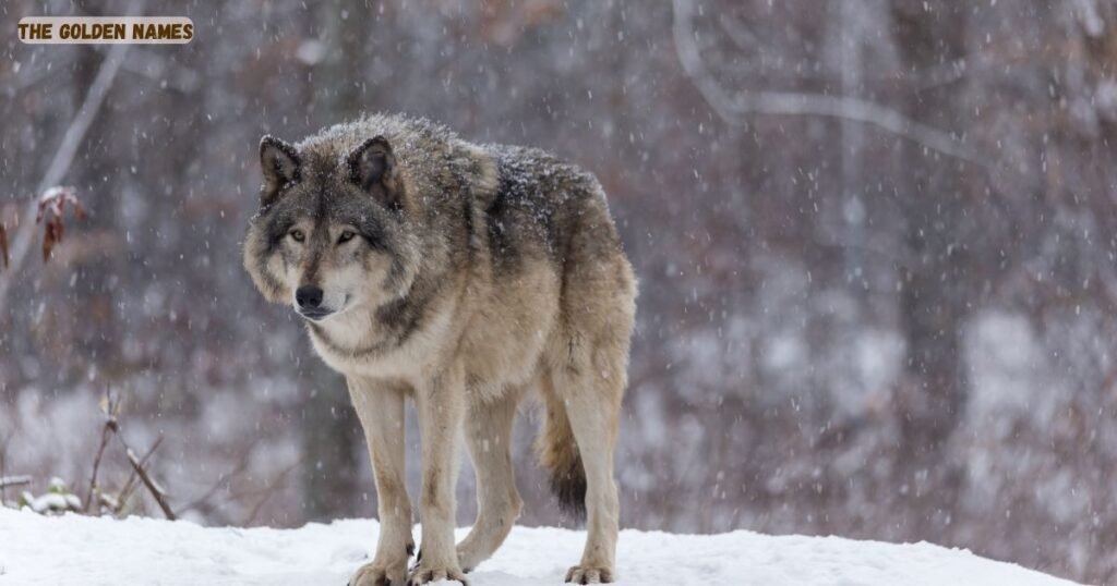 Male Wolf Names