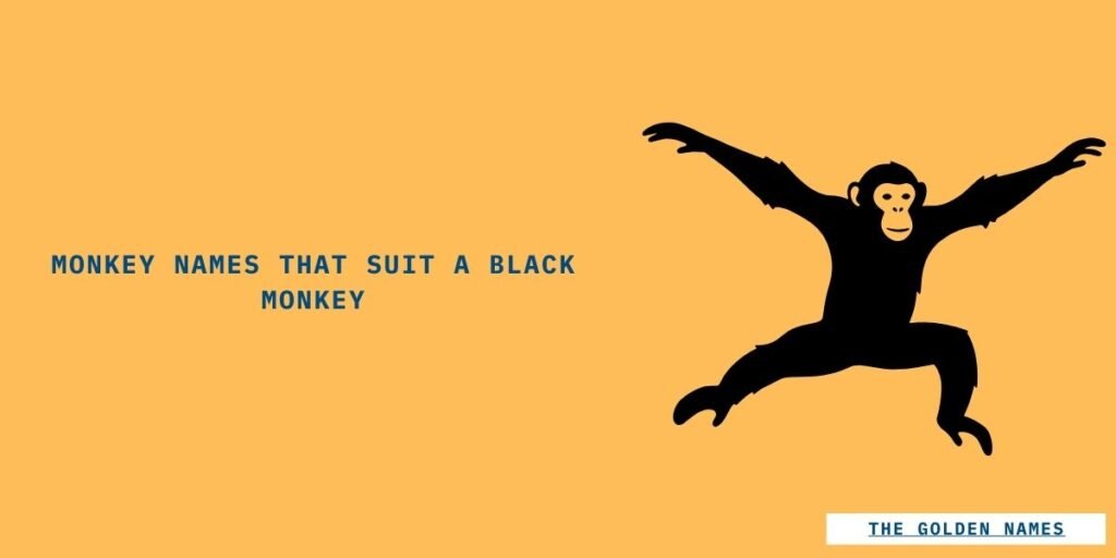 Monkey Names That Suit a Black Monkey