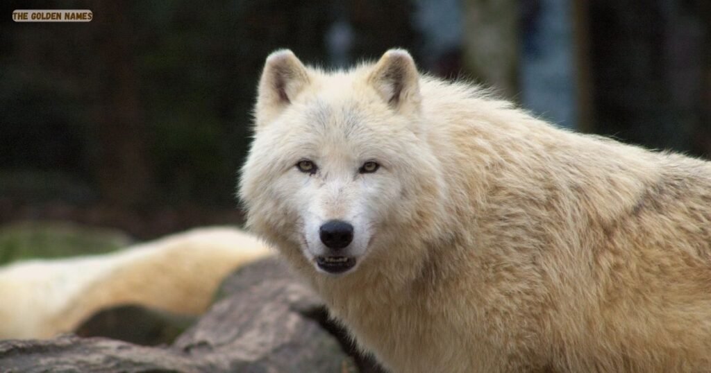 Mythological and Spiritual Wolf Names