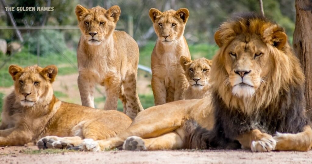 Names That Mean Lion or Lioness