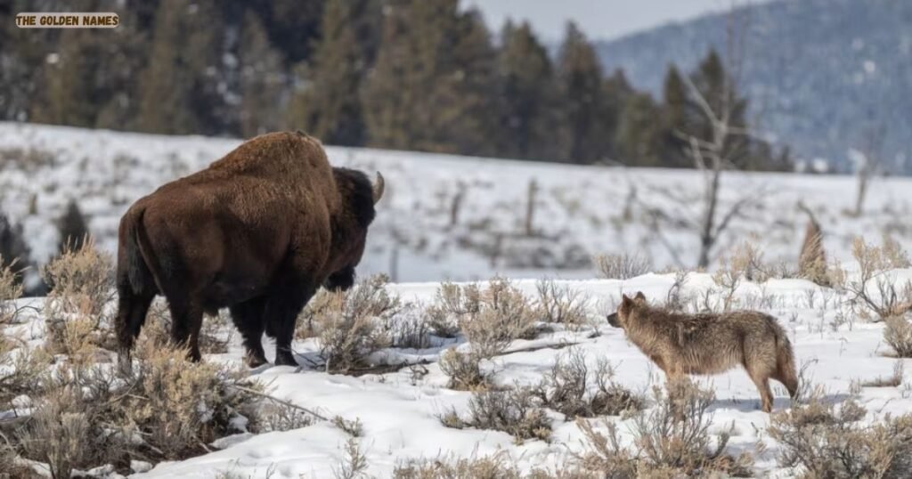 Nature-Themed Wolf Names
