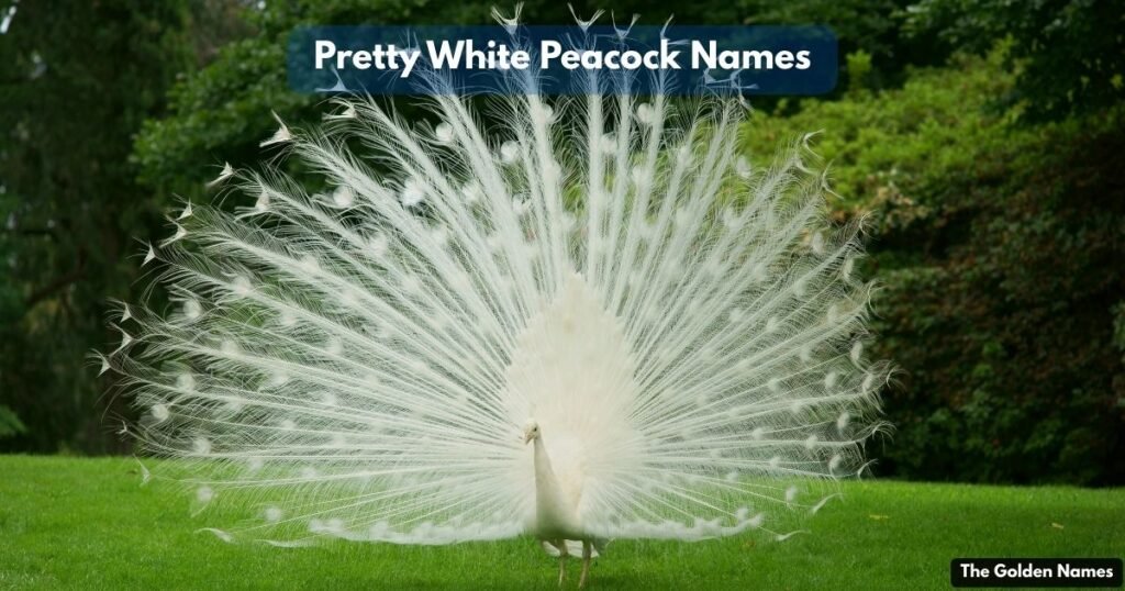 Pretty White Peacock Names