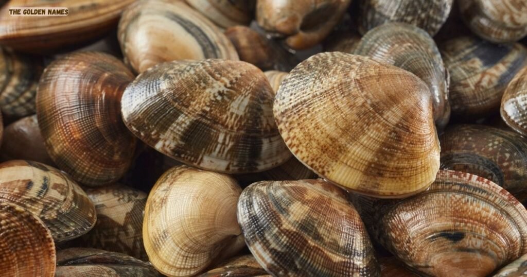 Quahog Clam