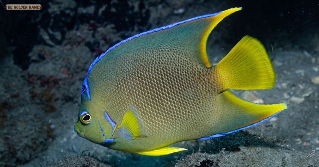 Queen Angelfish