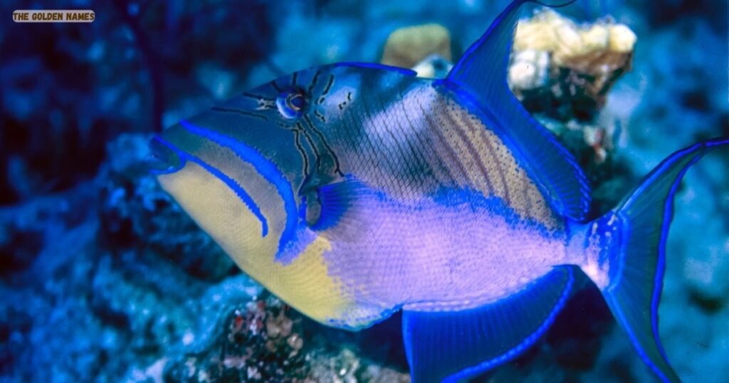 Queen Triggerfish