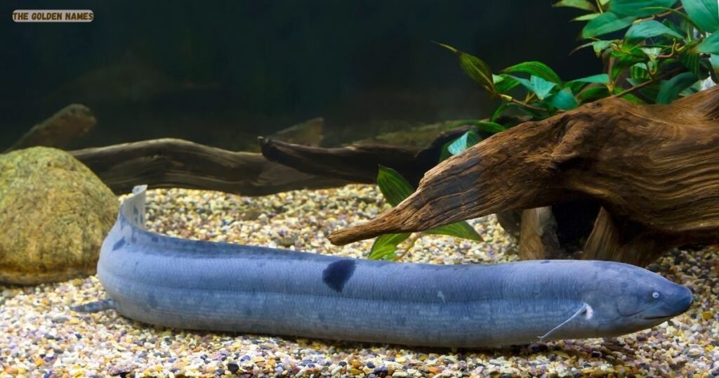 Queensland Lungfish