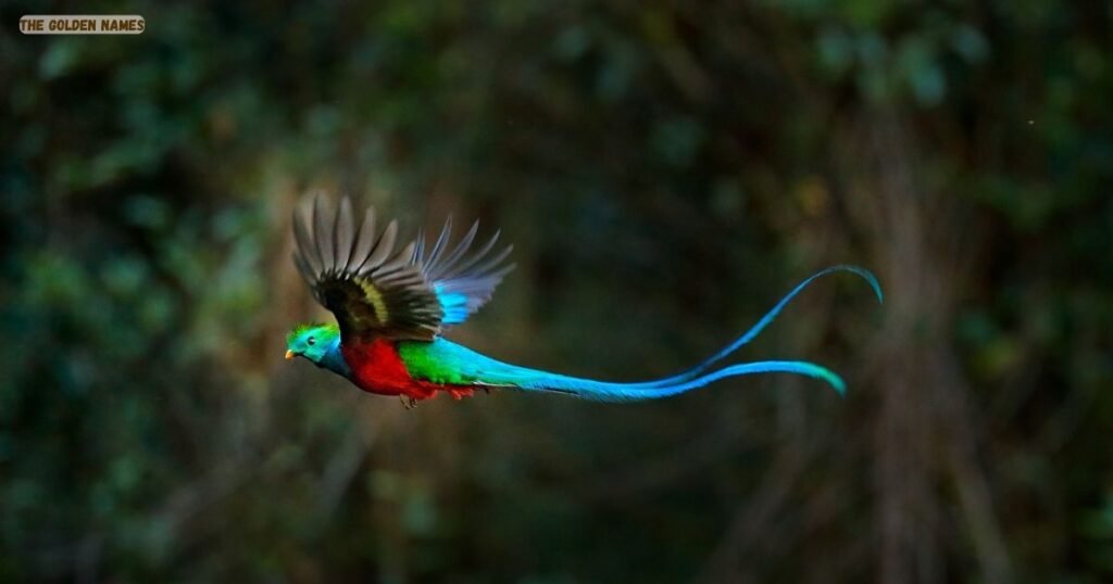 Quetzal