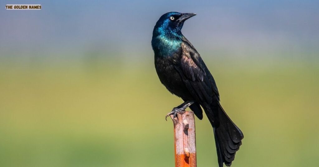Quiscalus (Grackles)